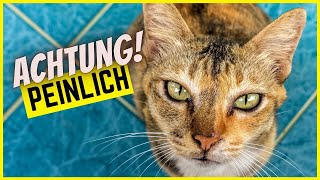 7 Alltagssituationen die mit Katze echt peinlich werden können [upl. by Girardo]