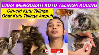 CARA MENGOBATI KUTU TELINGA KUCING  Ciriciri kutu telinga kucing amp obat kutu telinga kucing [upl. by Barri]