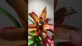 You haven’t killed your Bromeliad plants plantcare houseplants bromeliads [upl. by Ydnak]