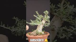 acebuche gordito manolofelix bonsai bonsaiaficionado bonsaiponderosaehn [upl. by Milty]