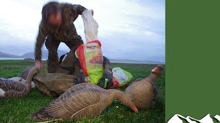 Superb goose shooting in Orkney [upl. by Neffirg]