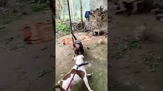 Pitbull vs German shepherd fight [upl. by Ynahirb]