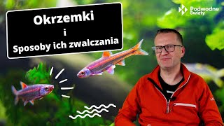 Okrzemki i sposoby ich zwalczania Diatoms and methods of combating them [upl. by Azmuh]