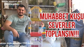 muhabbet kuşu topluyoruz [upl. by Gottfried906]