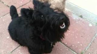 Scottish Terrier Grumbles on Command [upl. by Enayd]