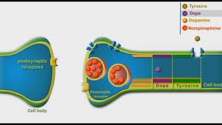 Adrenergic Synthesis And Metabolism animation [upl. by Akin]