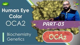 Human Eye Color Lecture  PART3  OCA2 gene  Pprotein  melanosomes  Basic Science Series [upl. by Jahn536]