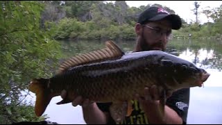 Carp Stalking the Park Lake [upl. by Rothenberg]