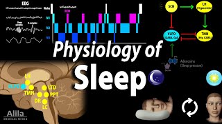 Sleep Physiology Animation [upl. by Marmion22]