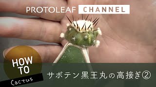 【接ぎ木サボテン】黒王丸を背の高い台木へ接ぎ木（黒王丸） ー高接ぎ②ー【Copiapoa cinerea】 [upl. by Bunow]