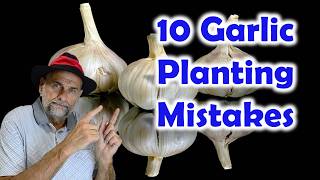 10 Garlic Planting Mistakes in 10 minutes [upl. by Shanda]