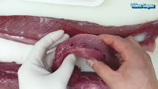 Worm Parasites in Fish Yellowtail Everything you need to know about P seriolae Trim [upl. by Aamsa]