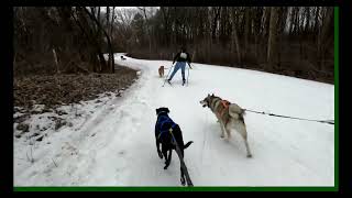 A Mediocre Skier and a Very Good Boy attempt the City of Lakes Loppet 5k Skijor [upl. by Paik]