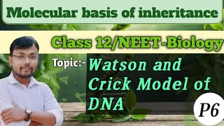 Molecular basis of inheritancePart 6Watson and crick model of DNA 🧬 class12 neet biology [upl. by Mcquoid]