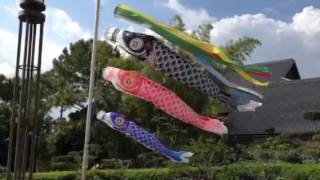 Koinobori Carp Streamers [upl. by Eilesor]