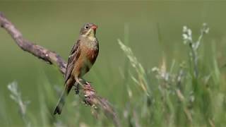 Ortolan Bunting Emberiza hortulana in Russia [upl. by Ahsikad83]