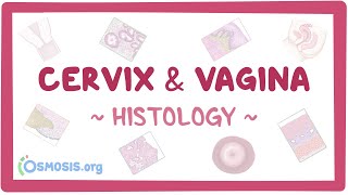 Cervix and vagina Histology [upl. by Maisel143]