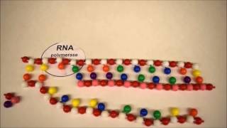 DNA Replication Transcription and Translation Stop Motion [upl. by Renzo517]