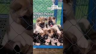 For Sale American Akita Puppies [upl. by Doelling122]