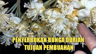 Belajar Penyerbukan Bunga Durian Tujuan Pembuahan [upl. by Assertal782]