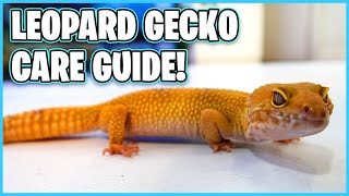 Leopard Gecko Care Guide  How to Care for a Leopard Gecko [upl. by Stacia]