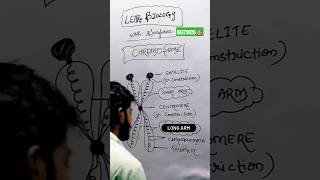 Chromosome diagram 21dayschallenge neetmotivation aiims doctor pw pwmotivation [upl. by Ahseiat]