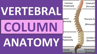 Vertebral Column Anatomy Bones Regions Curvatures Kyphotic Lordotic [upl. by Gilletta]