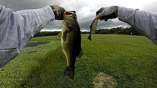 Big Swimbait Bass Fishing From Shore [upl. by Sabanrab]