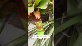 Understanding bromeliad care houseplants bromeliads indoorplants [upl. by Rekyr]