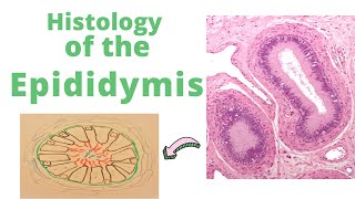 Histology of the Epididymis [upl. by Anahc]