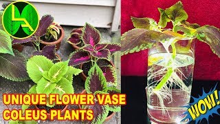 how to propagate coleus from cuttings  everyone can do it easily [upl. by Adnirak]