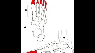 Osteologie de beenderen van het skelet [upl. by Nosrettap]