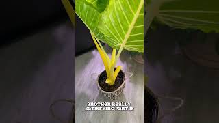 Variegated Alocasia at Lowes alocasia houseplant houseplants variegated [upl. by Hefter]