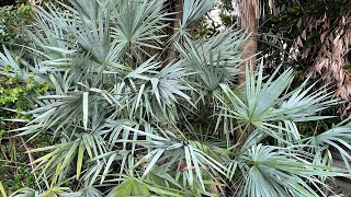 Silver Saw Palmetto  Serenoa repens [upl. by Nnov486]