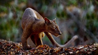 Cryptoprocta ferox Fossa The Enigmatic Predator of Madagascars Jungles [upl. by Ayalat]