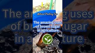 The amazing uses of brown sugar in agriculture plants garden shortvideo youtubeshorts farming [upl. by Tippets]