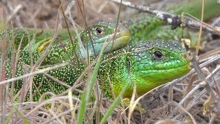 Western green lizard Westliche Smaragdeidechse Lacerta bilineata [upl. by Wendolyn]