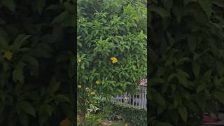 베트남 호치민 떤선녓 공항 꽃 나무 알라만다 Allamanda cathartica  Flower Tree at Vietnam Airport [upl. by Iaj]