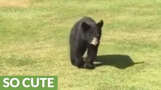 Bears on the White Mountain National Forest [upl. by Noned306]