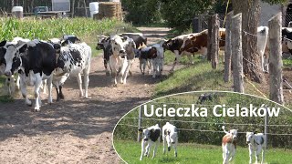 Ucieczka Cielaków z pastwiska  Białogrzbiete [upl. by Uhayile]