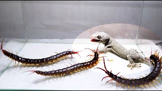 Gecko and 3 Giant Centipede [upl. by Mighell]