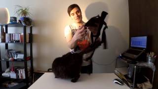 Cat Mounted GoPro Harness Demonstration [upl. by Sirovaj]