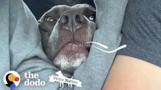 Pittie Makes A Siren Noise To Get What He Wants  The Dodo Pittie Nation [upl. by Anahsal]