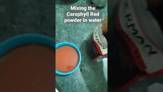 Mixing Carophyll Red powder in water [upl. by Selma]