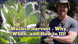 Mullein Leaves  Why Harvest Mullein When to Harvest Mullein and How to ID Mullein [upl. by Hijoung807]