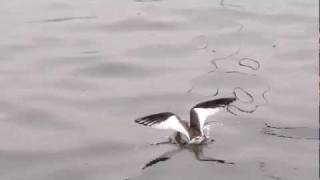 Sabines Gull Schwalbenmöwe on Lake Zurich Switzerland October 2011 02 [upl. by Winfrid]