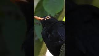 Blackbird singing 6 [upl. by Kaylil]