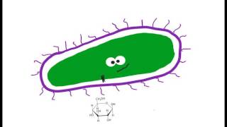 Microbiology Metabolisms  Chemoorganotrophs and Chemolithotrophs [upl. by Knighton]