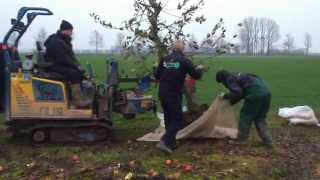 Fruitbomen rooien door loonbedrijfvankleefnl [upl. by Delilah]