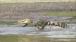 Crocodile vs Caiman vs Alligator  Crocodilians of the Americas wildlife reptiles [upl. by Neeroc]